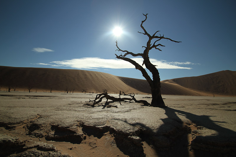 Lonley Tree