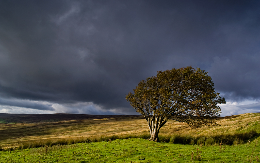 lonley tree