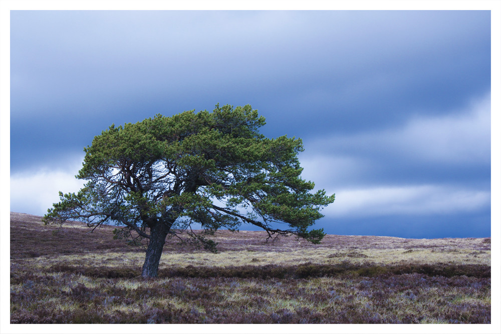 Lonley Tree