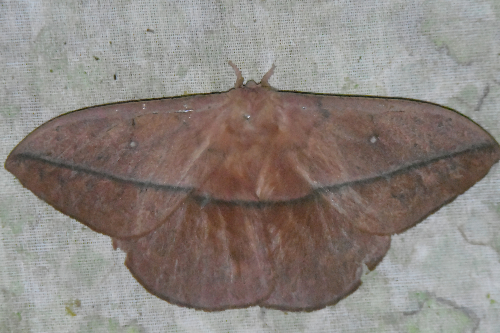Lonomia Foto & Bild natur, nachtfalter, insekten Bilder auf