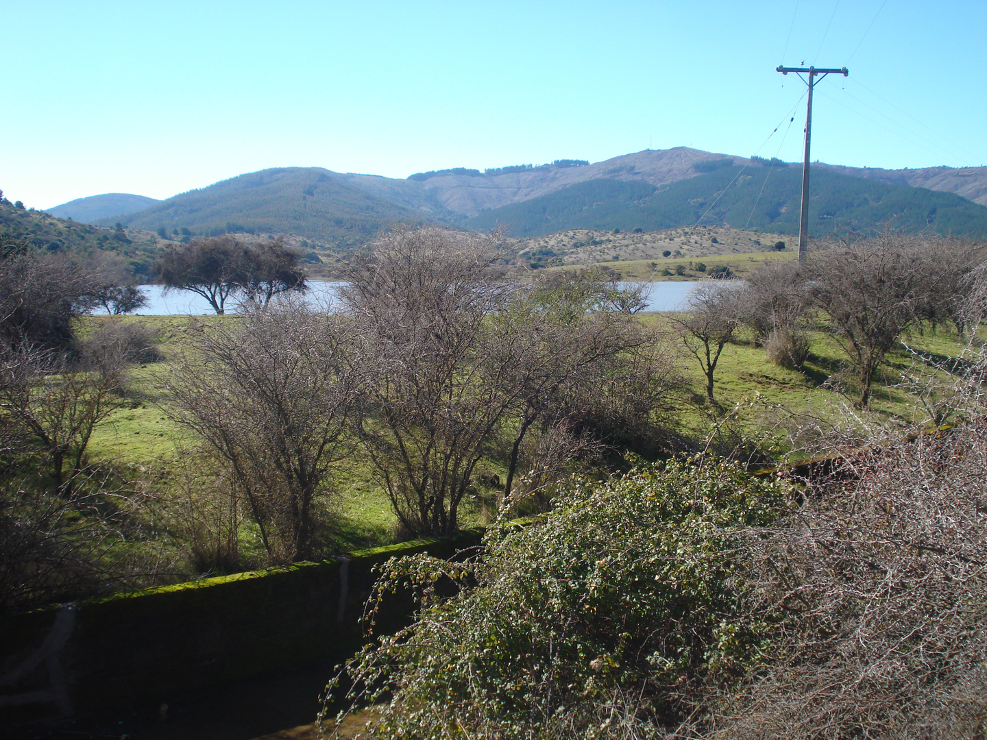 Lonquen Bajo (San Nicolas - CHILE)