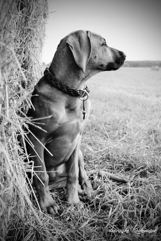 look Foto & Bild hund, dog, schwarz weiss Bilder auf