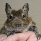 Look At Me.. (Degu)