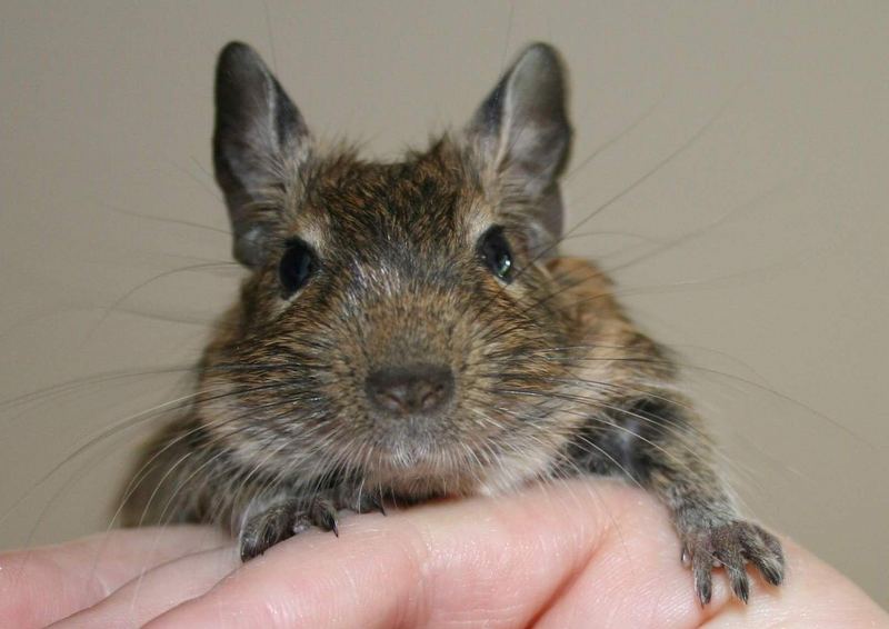 Look At Me.. (Degu)