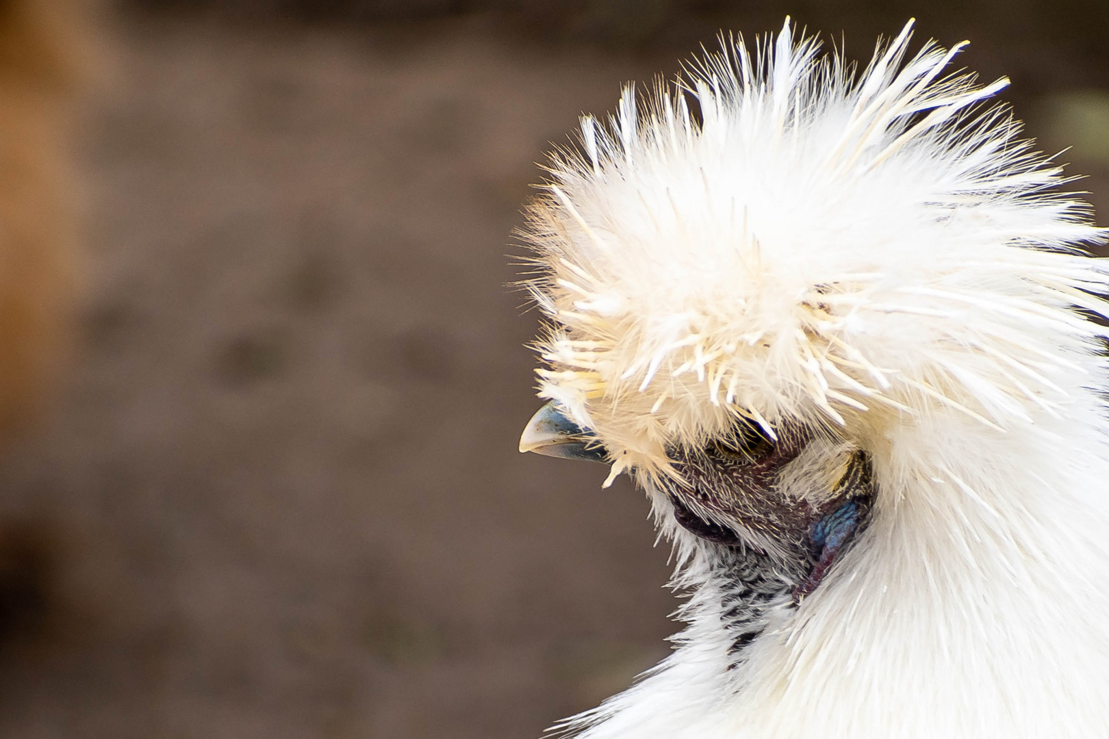 Look at those feathers! :)