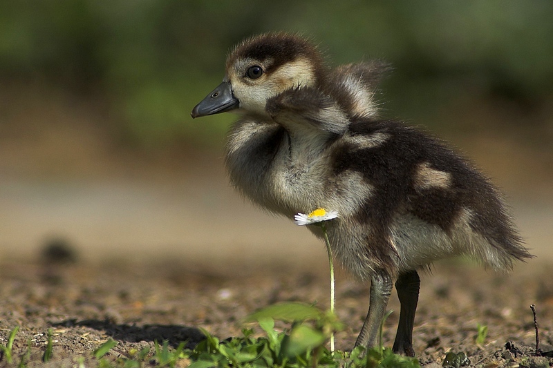 Look mama, I can fly...