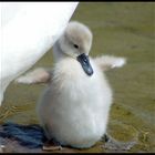 'Look mummy, my wings are huge!'