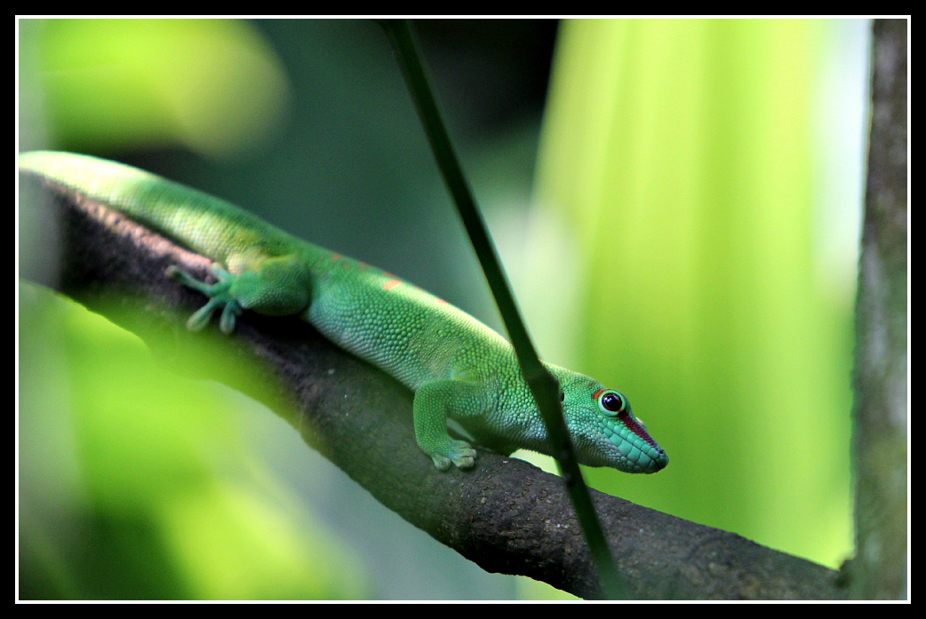 look of a gecko