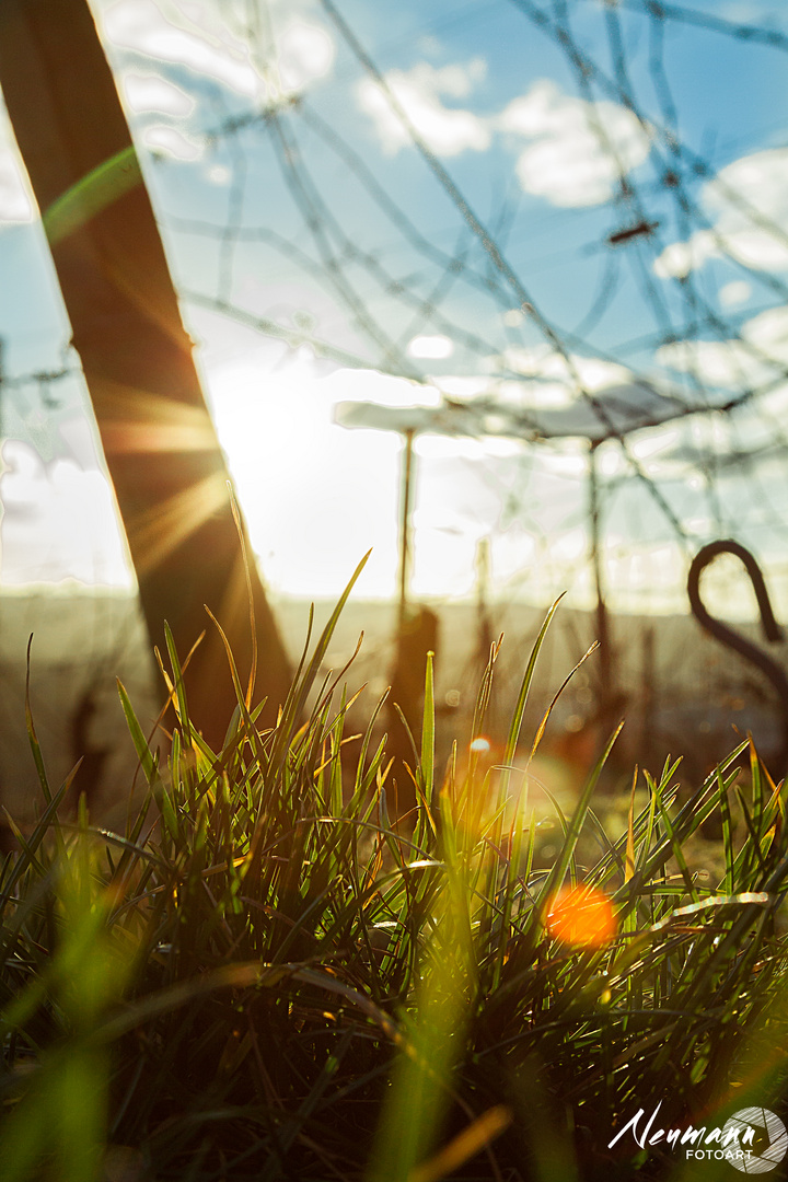 Look through the grass into the Sunset