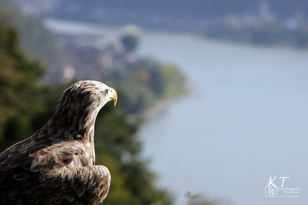 look to river rhine.....