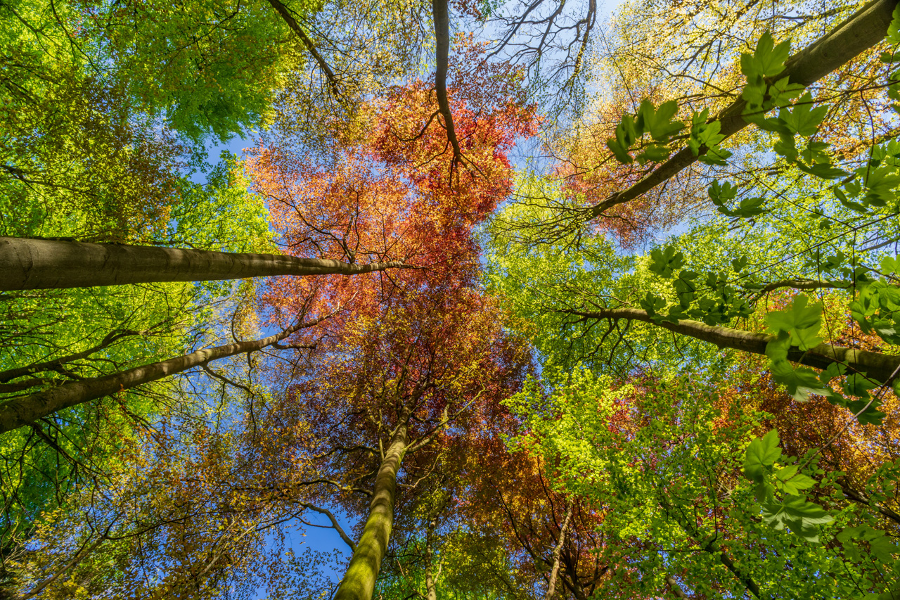 Look up to the sky!