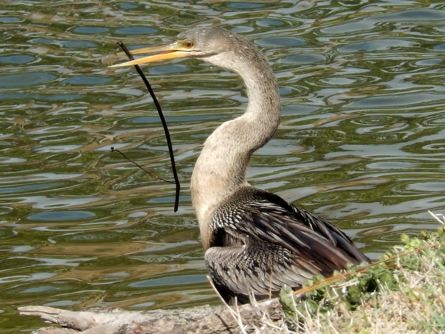 Look what I can do with this stick...