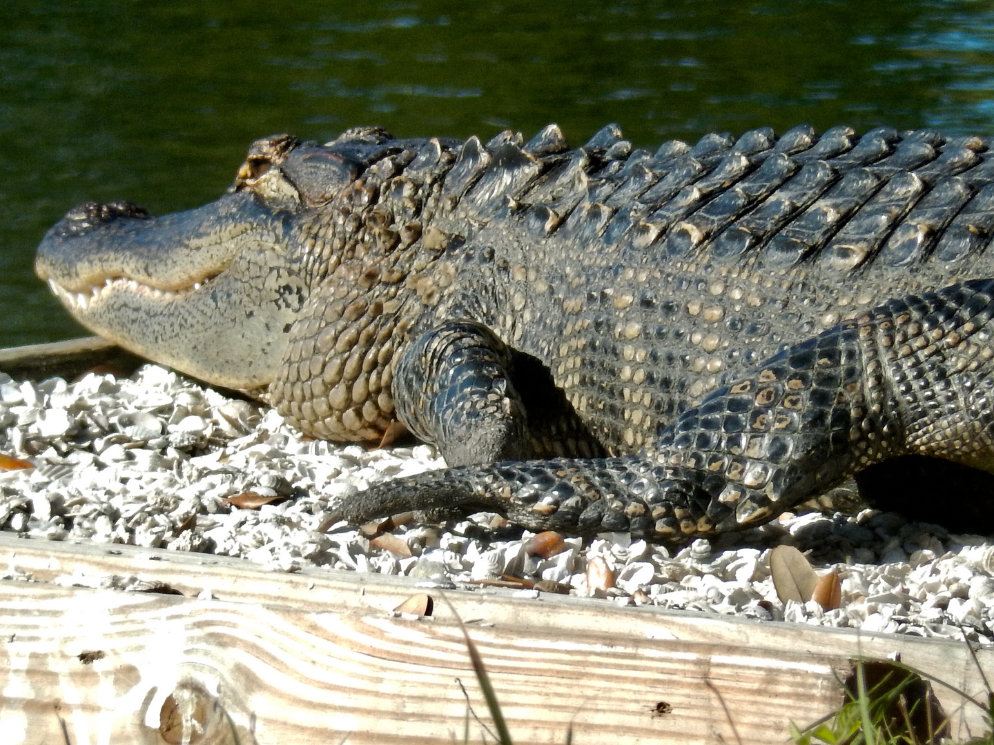 Look what I saw when I was out cycling...