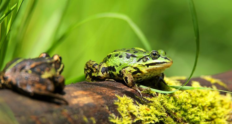 Looking for a lover....