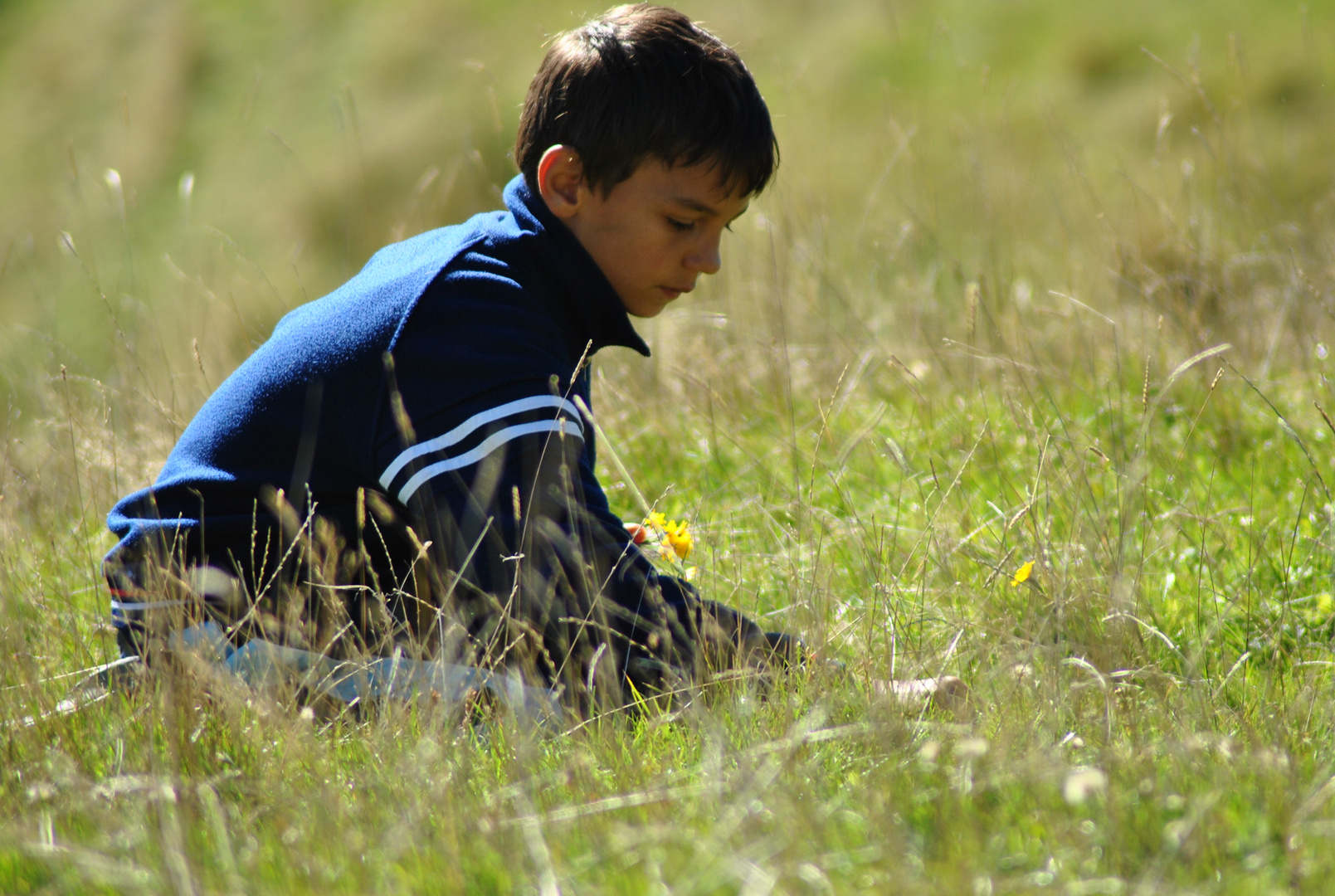 looking for flowers