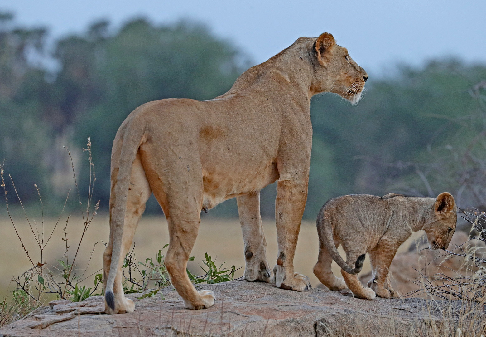 Looking for food