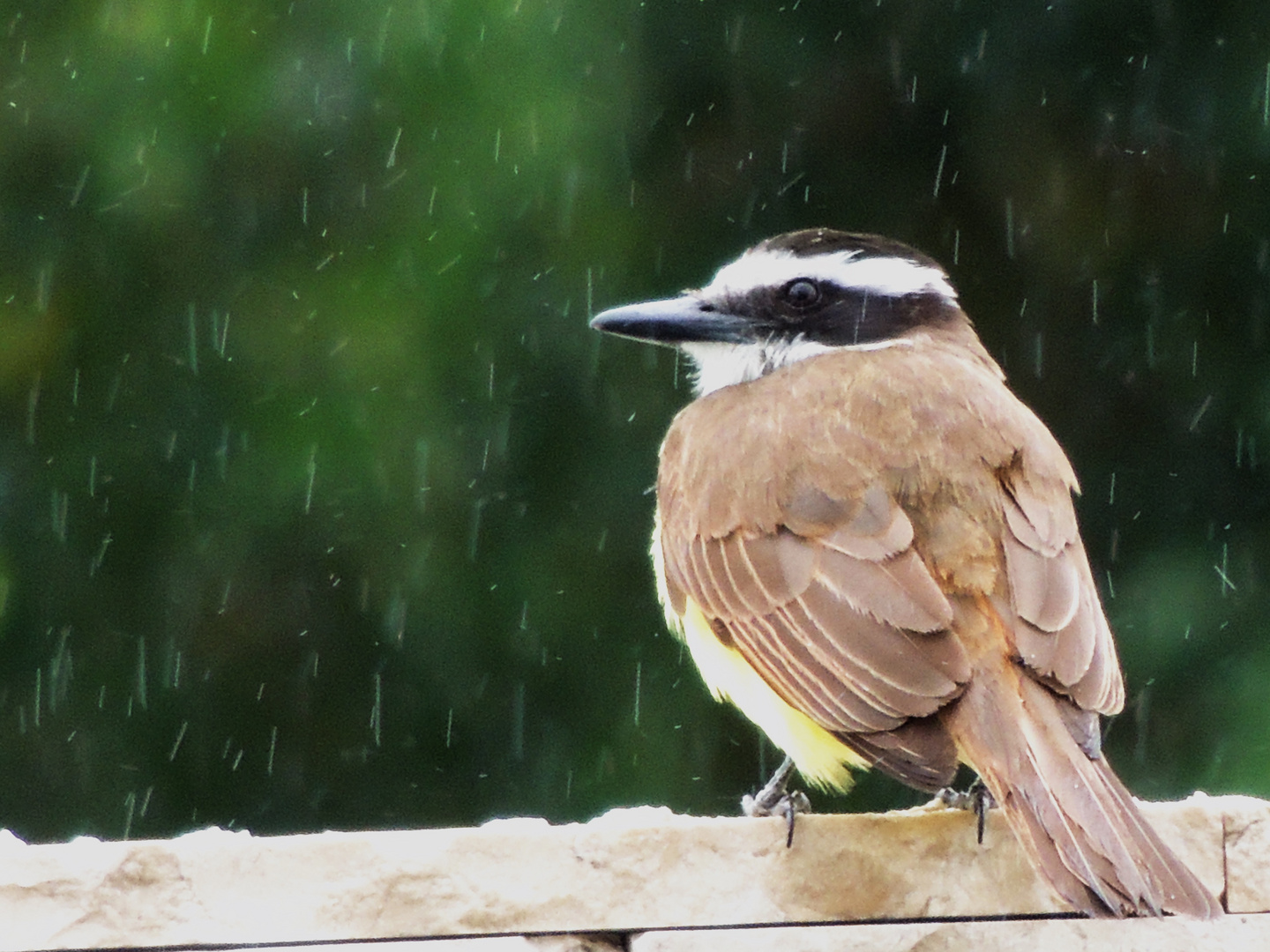 Looking for food under the rain