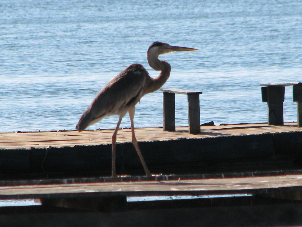 Looking for lunch