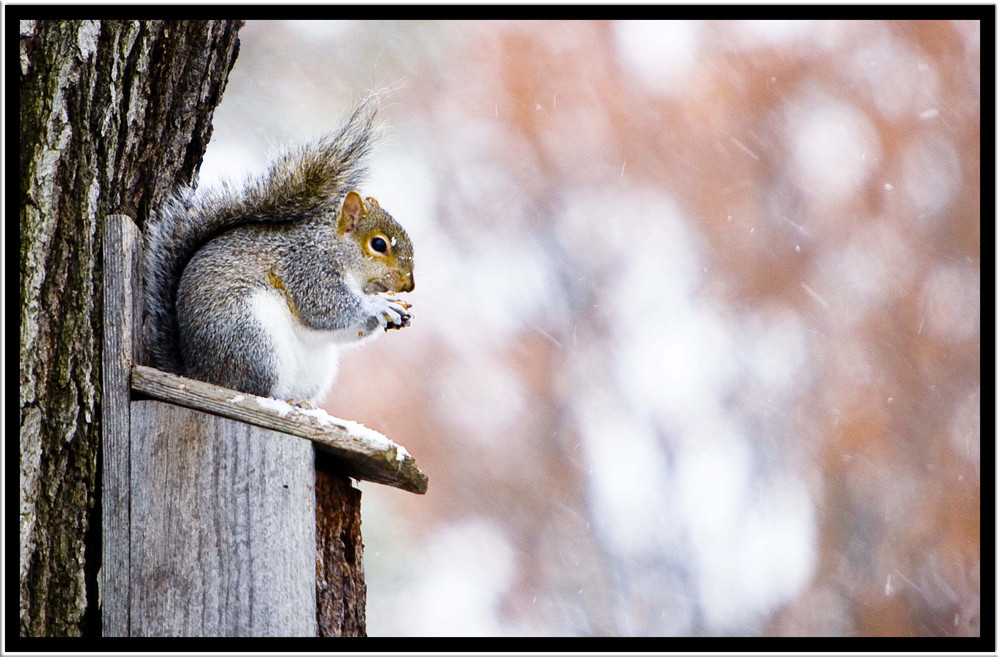 Looking For Shelter