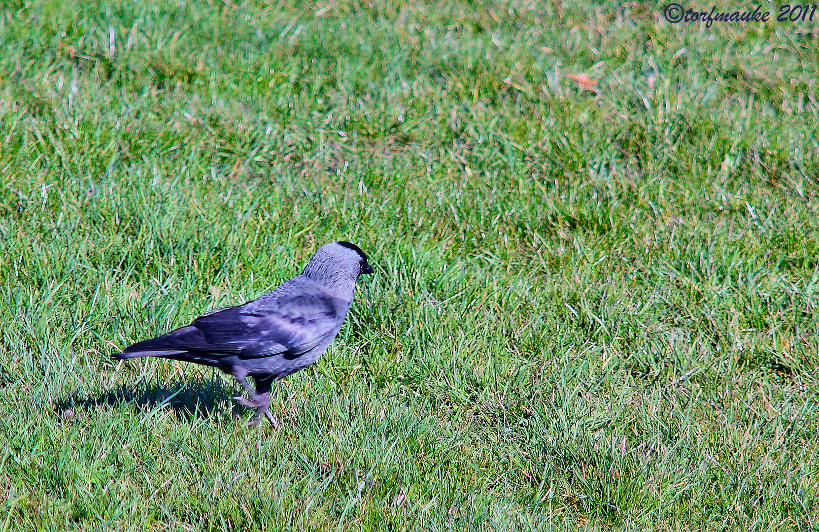 looking for some incautious grasshoppers