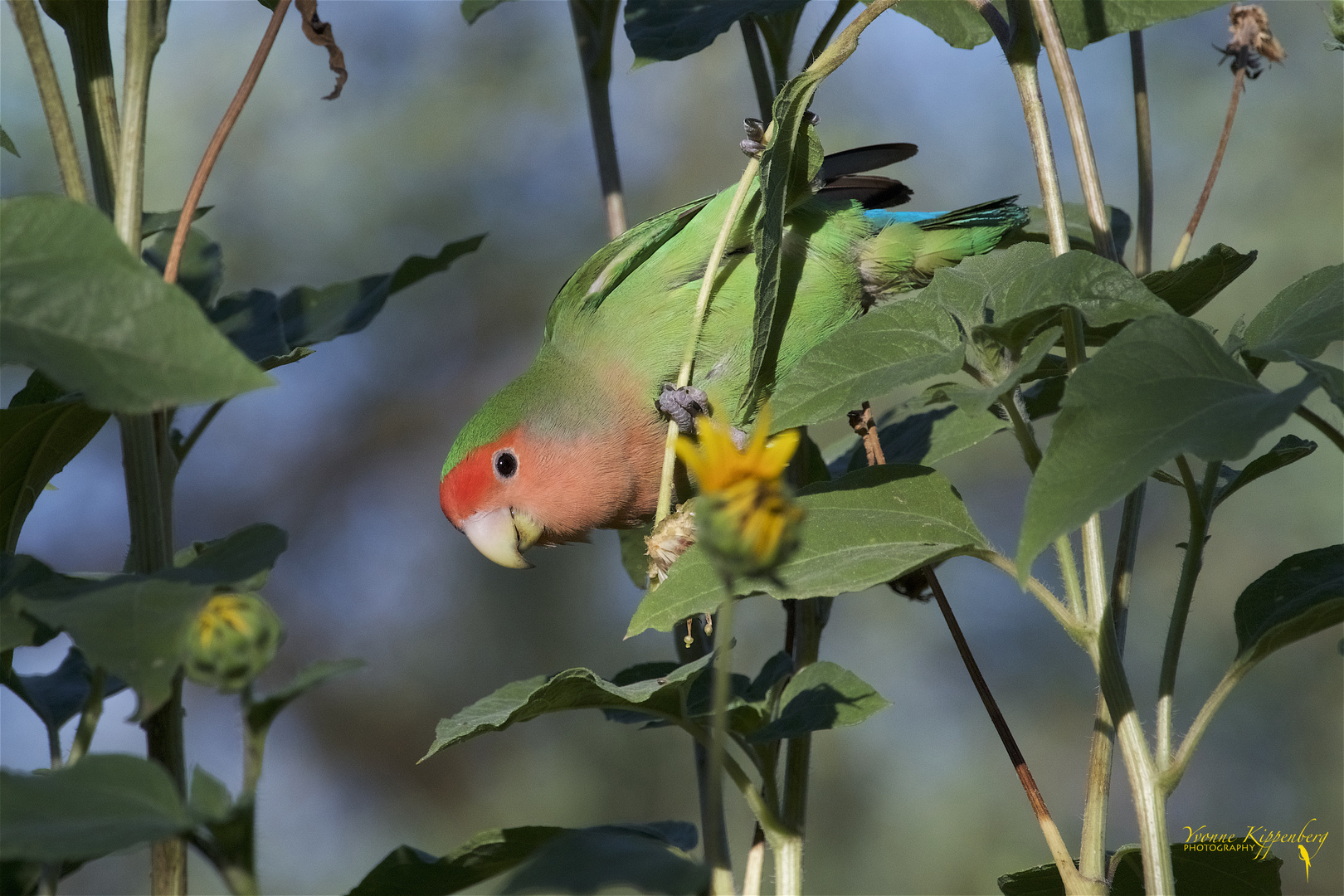 Looking for sunflowerseeds..