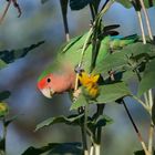 Looking for sunflowerseeds..