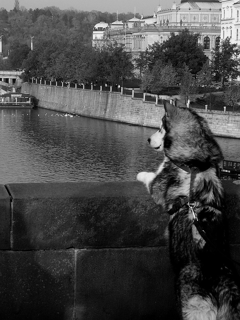 Looking into the Vltava...