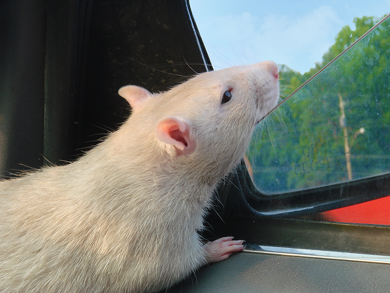 Looking Out of the Car Window