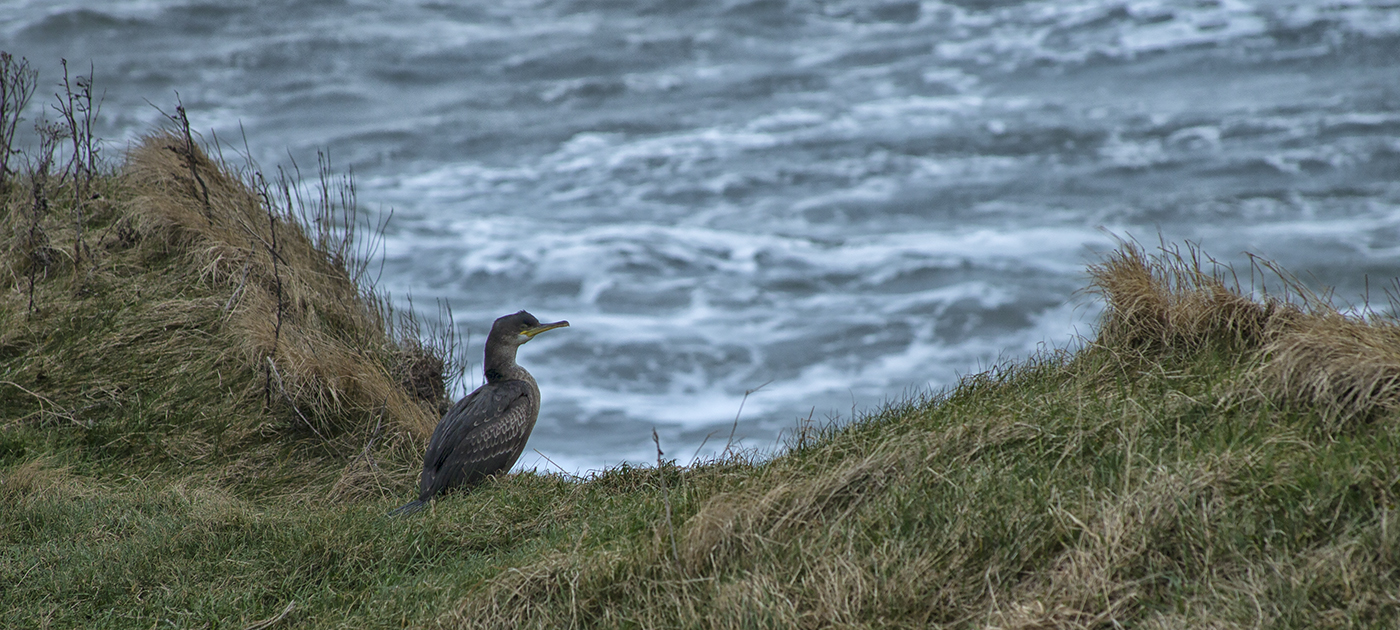 Looking out to Sea