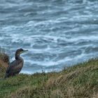 Looking out to Sea