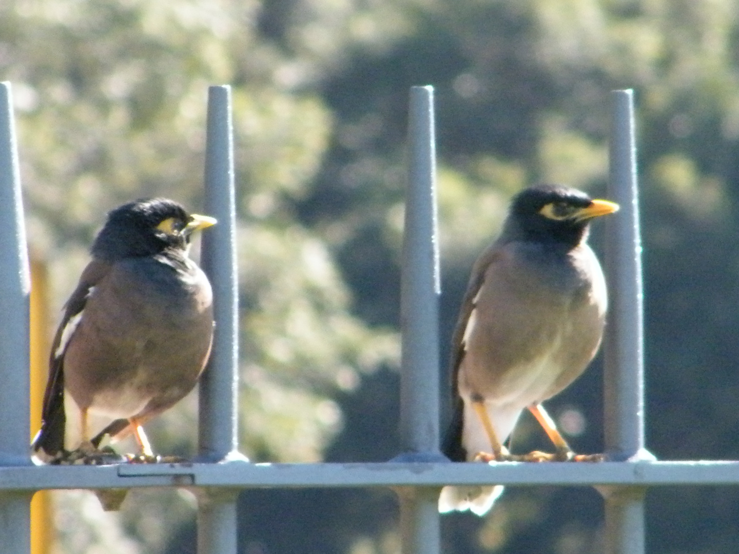 Looking over the fence.