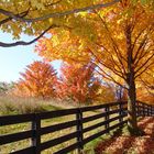 Looking over the fence