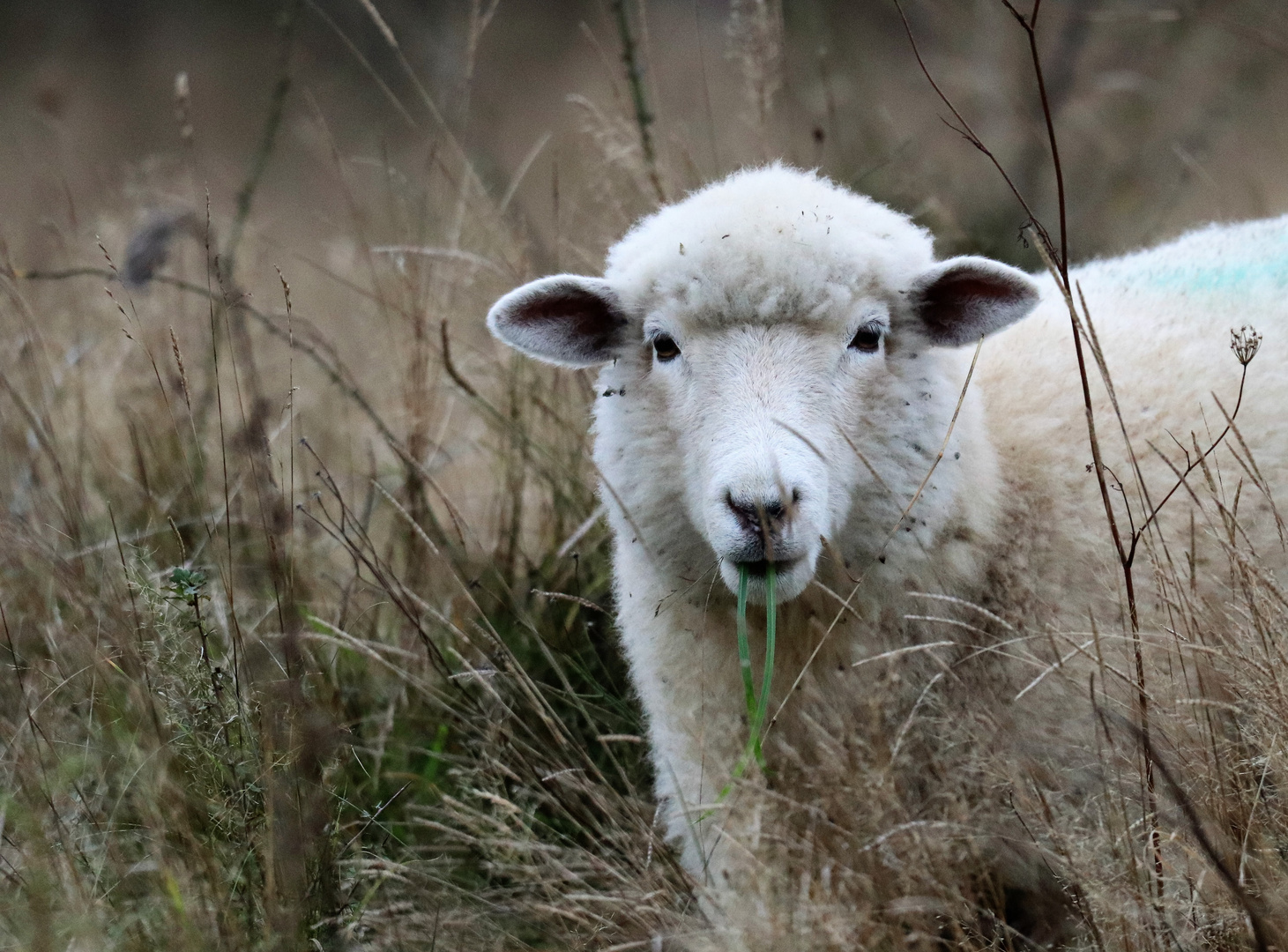 Looking sheepish