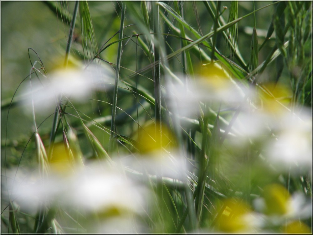 Looking Through The Flowers