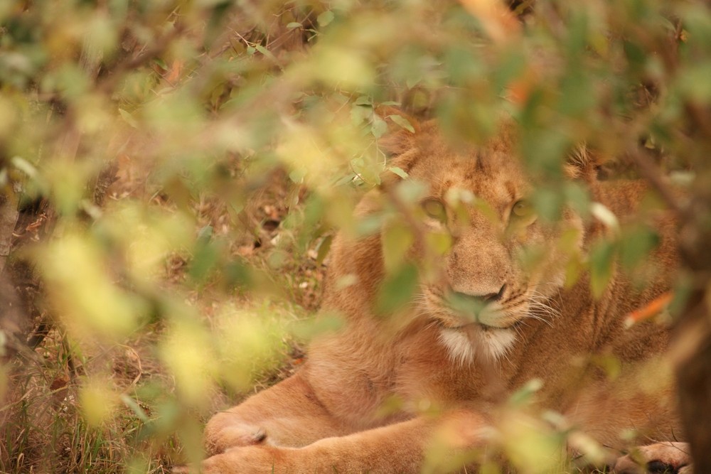 Looking through the foliage