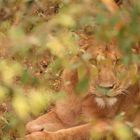 Looking through the foliage