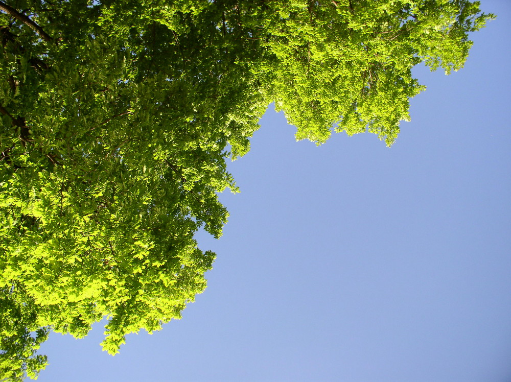 looking up