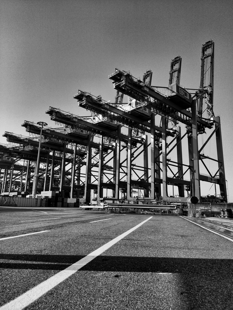 Looking up at cranes