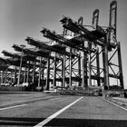 Looking up at cranes