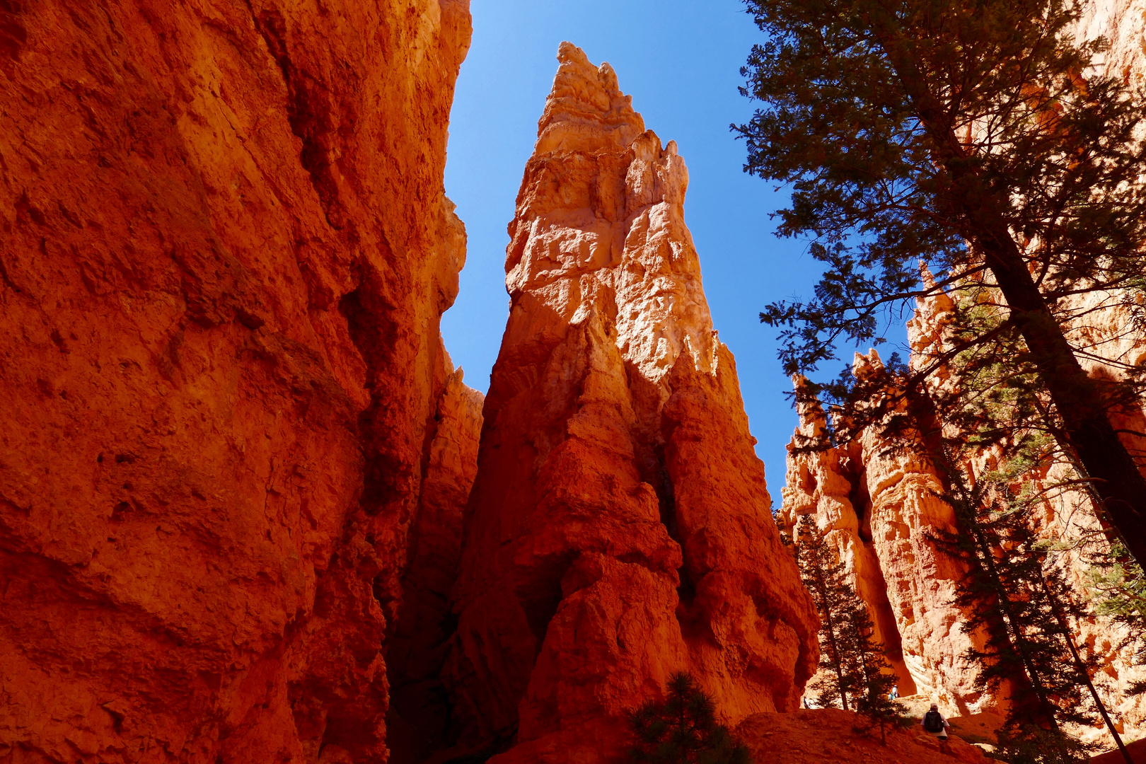 Looking up Bryce Canyon