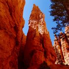 Looking up Bryce Canyon