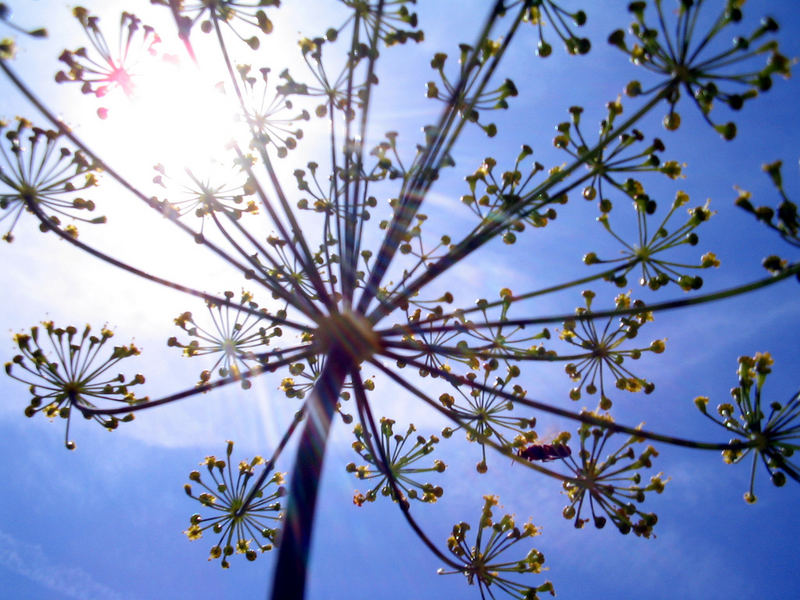 Looking up