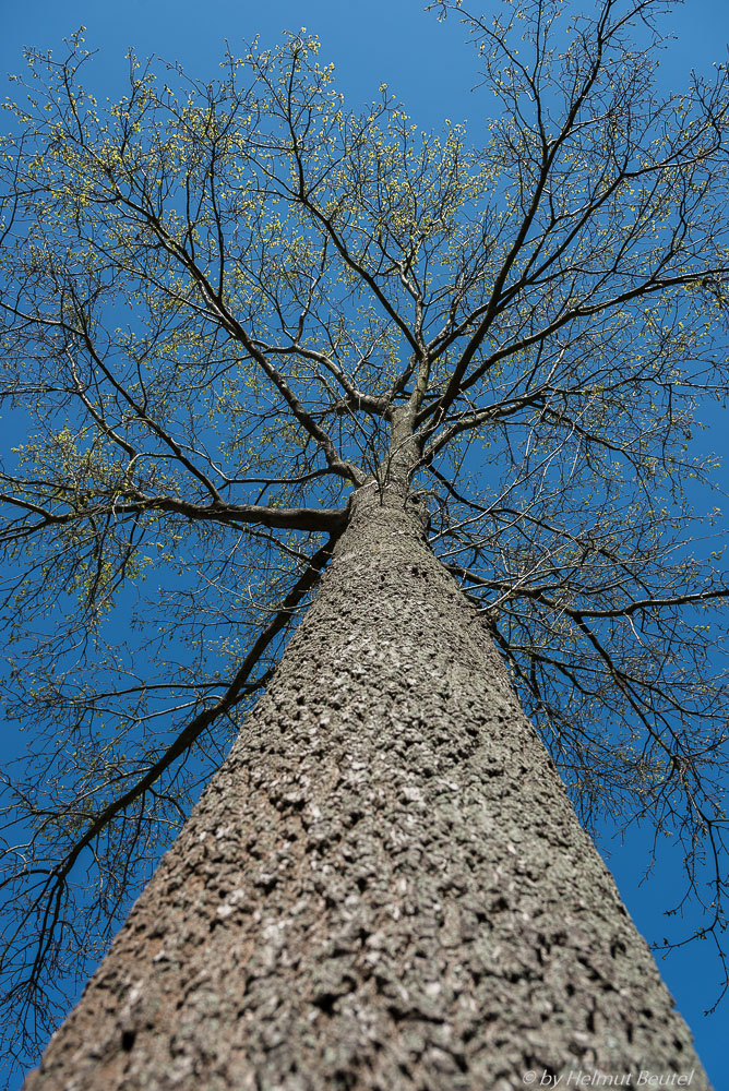 Looking up