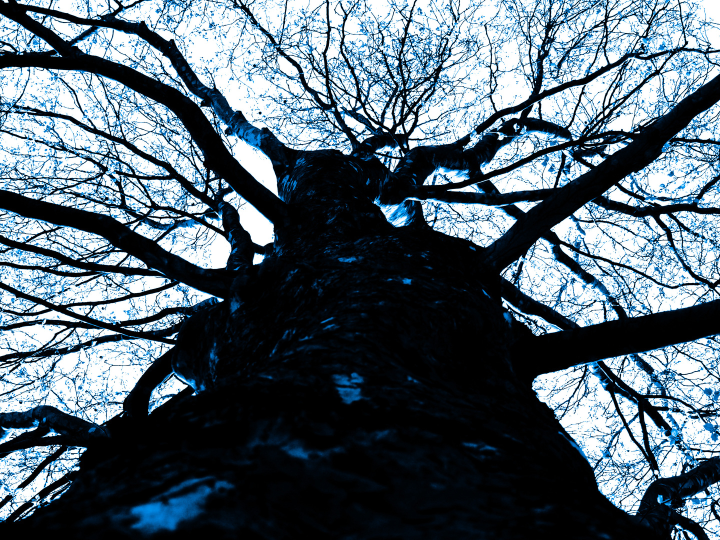 looking up the tree 