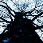 looking up the tree 