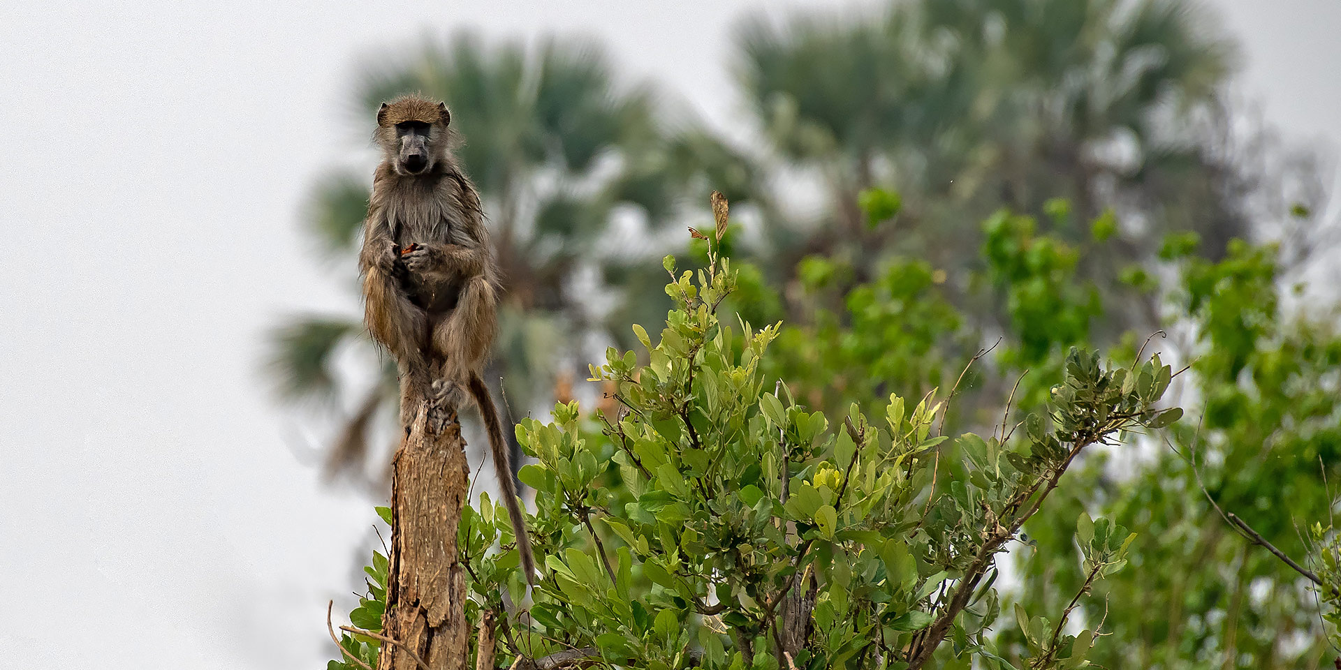 Lookout