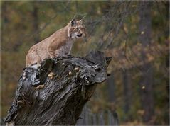 LOOKOUT FOR BREAKFAST