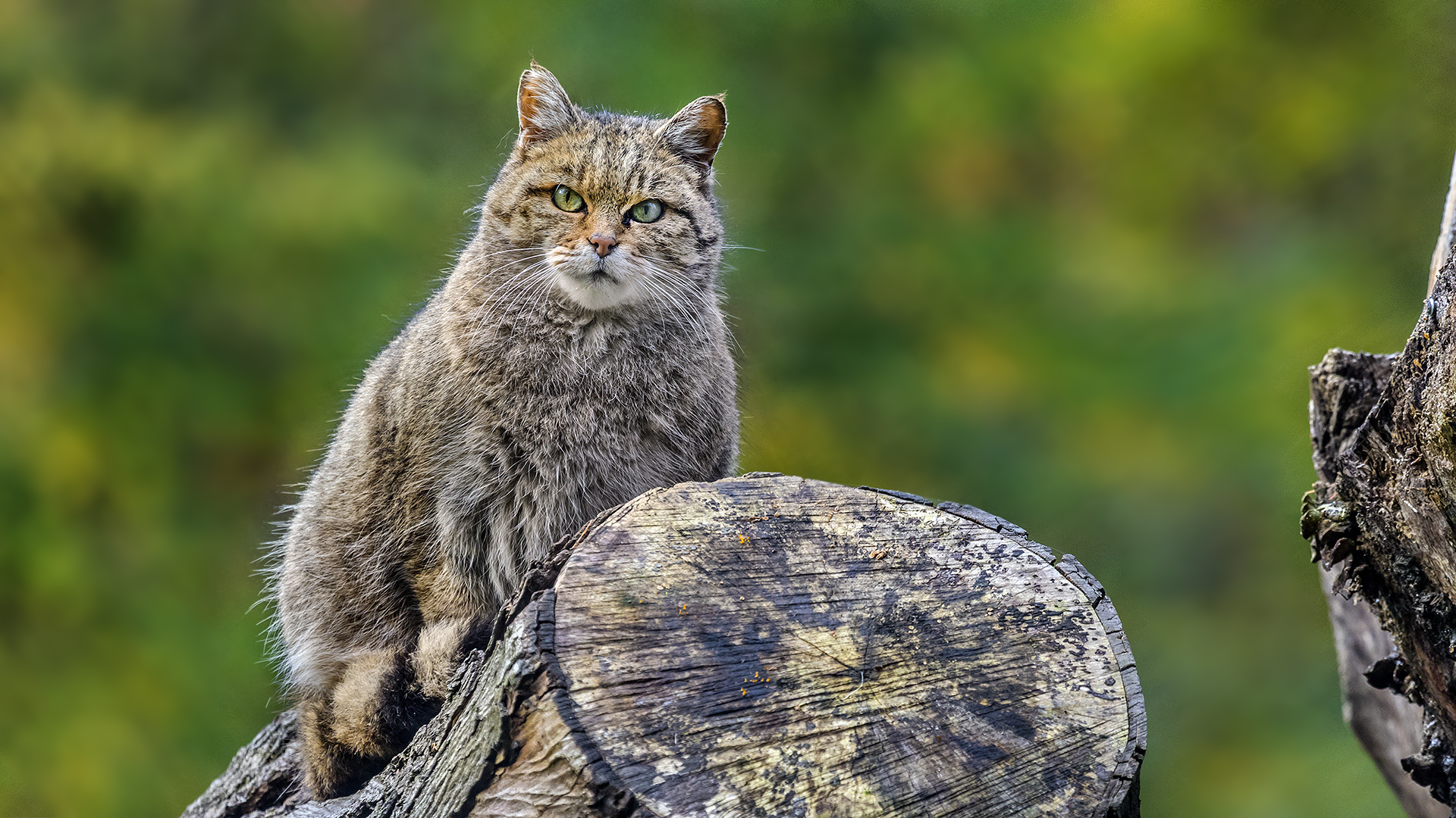 LOOKOUT for DINNER