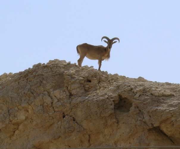 Lookout on the Hill