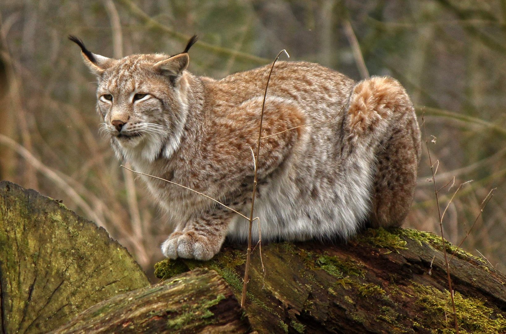 looks like a Luchs